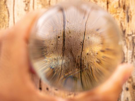 Close-up of Hand holding Crystal glass ball sphere revealing the inner bark of tree background. Soft focus.