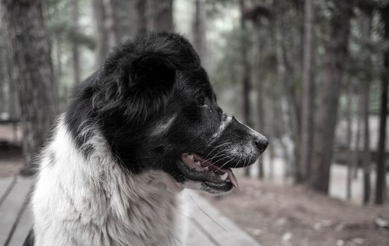 Black and white short-haired dog lying on wooden ground in the park.