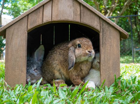 Cute little rabbits sitting in wooden hutch in the garden. Easter day concept idea.