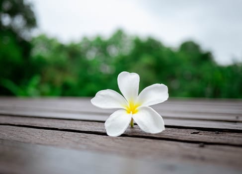 White plumeria flowers on wooden floor blurred background with Space for texts. The Thai name Leelawadee.