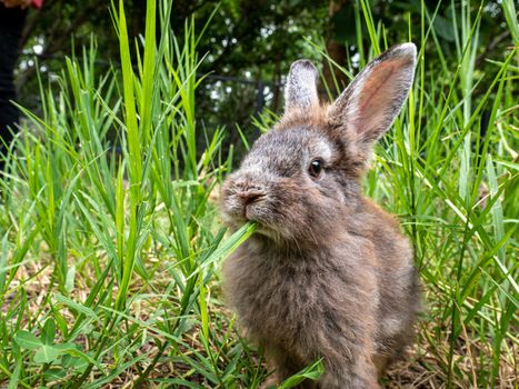 Cute little rabbit sitting on green grass in summer day. Easter day concept idea.