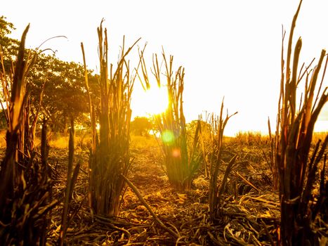 Rice stump remaining after rice harvest with sunset in summer day.