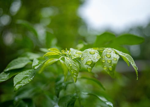 Branch of green leaves with water drops on nature background in garden.