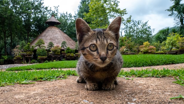 Little striped kitten sitting on the walkway in the garden.