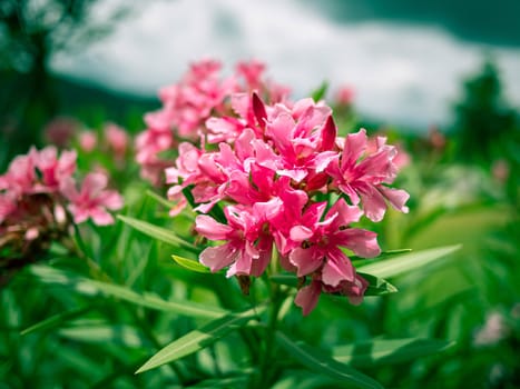 Pink flowers with green leaves in the garden on summer day.