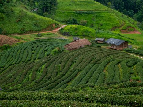 Beautiful landscape view of Tea Plantation 2,000 in the evening with raining at Angkhang mountain, Fang Chiang Mai. Tourist attraction in northern of Thailand.