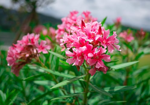 Pink flowers with green leaves in the garden on summer day.