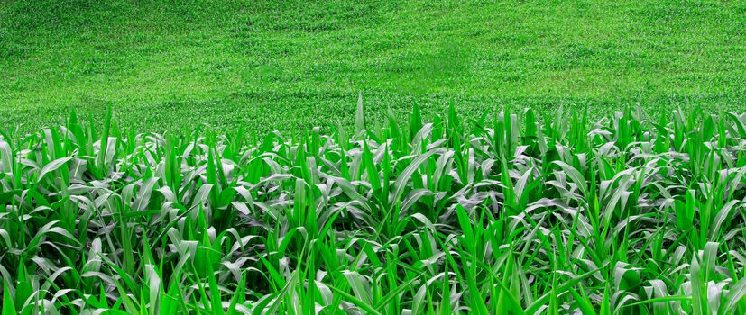 Landscape of corn fields on the hill in rainy seasons in northern of Thailand.