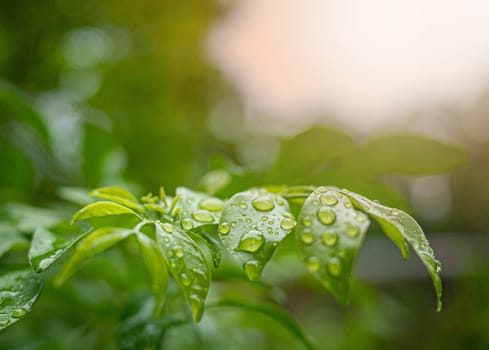 Branch of green leaves with water drops on nature background in garden.