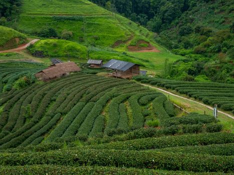 Beautiful landscape view of Tea Plantation 2,000 in the evening with raining at Angkhang mountain, Fang Chiang Mai. Tourist attraction in northern of Thailand.