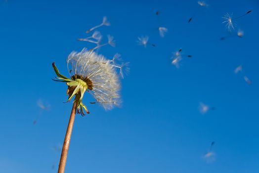 lonely white dandelion on a background of blue sky as a symbol of rebirth or the beginning of a new life. ecology concept. selective focus.