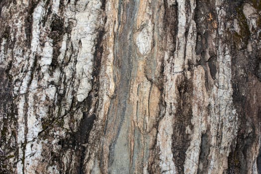 The surface of the bark of the tree.