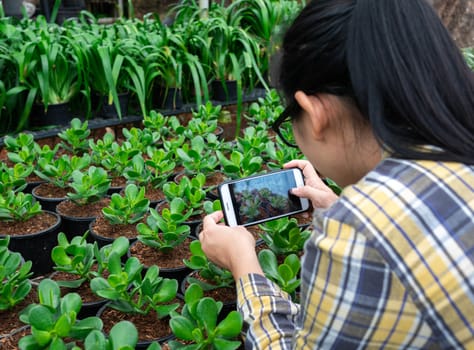 Farmer photographing seedling plants in greenhouse, using mobile phone. Technology with agriculture concept.