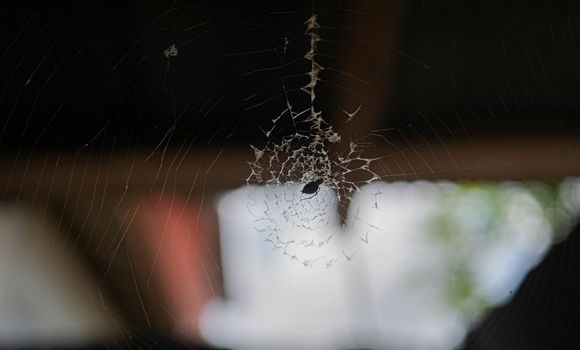 Cobweb with spider on old wooden texture background wall in ancient house.