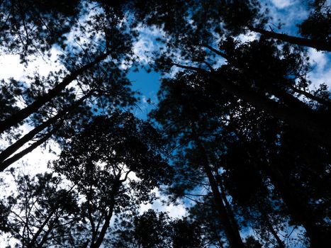 Bottom view of tall pine trees in forest on blue sky background.