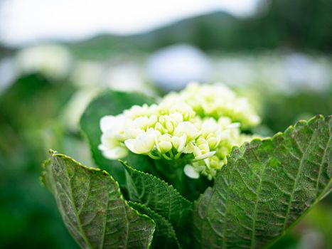 Bouquet young hydrangea in the garden on summer day.