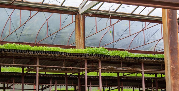 The young plants growing in a greenhouse with sunlight for planting or for sale. Selective focus.