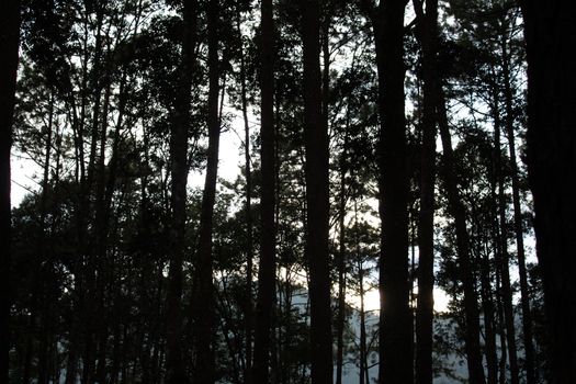 View of tall pine trees in forest with foggy in the morning.