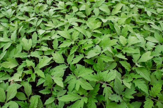 The young plants growing in a greenhouse  in summer day. Selective focus.