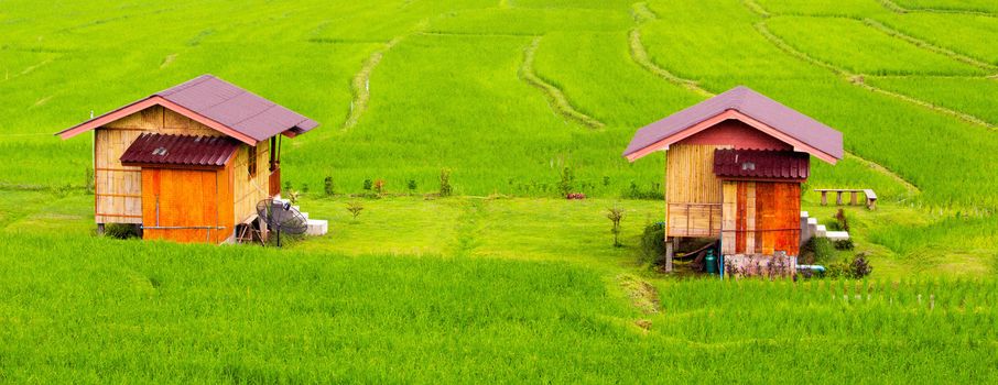 The The cottage surrounded by rice terraces during the rainy season. surrounded by rice terraces during the rainy season.