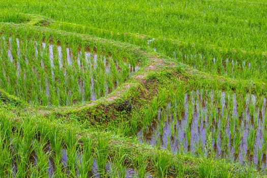 Rice seedlings in the rice fields.