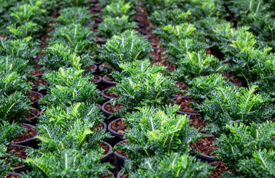 The young plants growing in a greenhouse  in summer day. Selective focus.