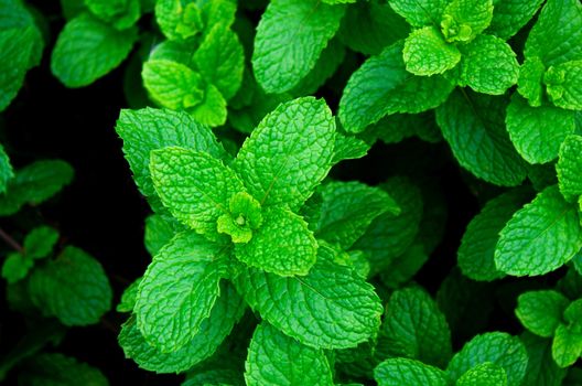 The young peppermints growing in a greenhouse  in summer day. Selective focus.