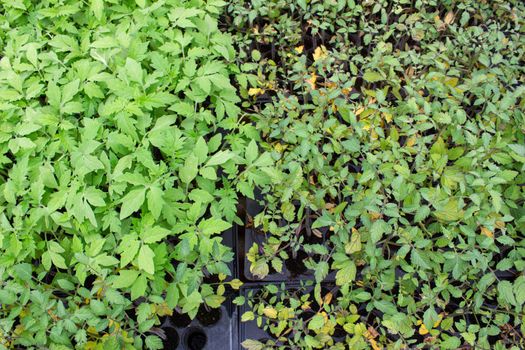 The young plants growing in a greenhouse with sunlight for planting or for sale. Selective focus.