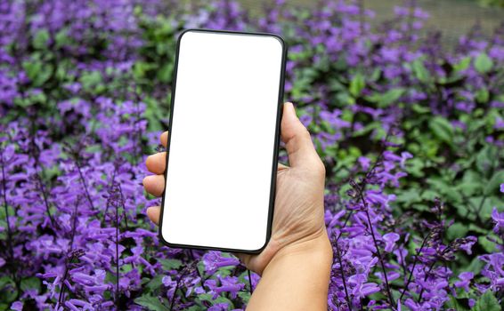 Close-up of hand holding smartphone isolated on purple flowers background with space for your text.
