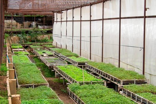 The young plants growing in a greenhouse with sunlight for planting or for sale. Selective focus.