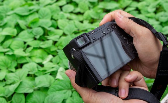 Asian gardeners women photographed plant seedlings in the greenhouse to market for online market sales.