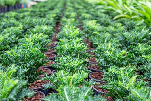 The young plants growing in a greenhouse  in summer day. Selective focus.