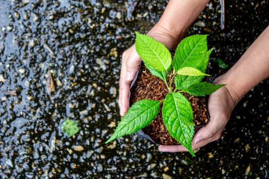 Woman' hands holding a bag of potting seedlings to plant into the soil.