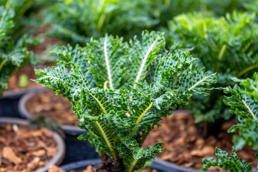 Close up of The young plants growing in a greenhouse  in summer day. Selective focus.