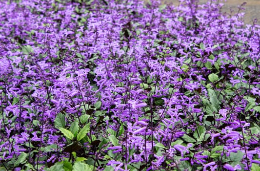 The Flowering plants growing in a greenhouse  in summer day. Selective focus.