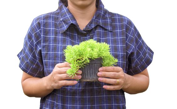 Gardener young woman holding a pot of growing seedlings in her hands for sale isolated on white background.