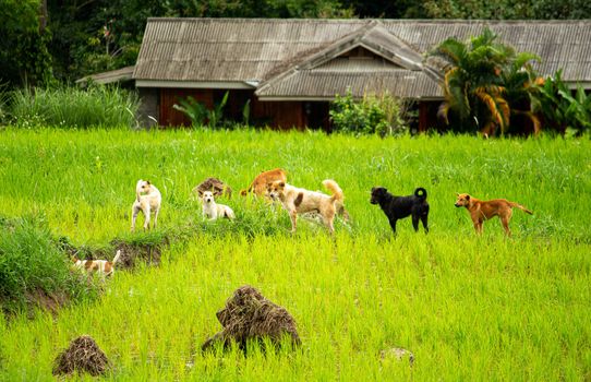 Group of dogs standing still in the​ green​ rice​ field​s in evening.