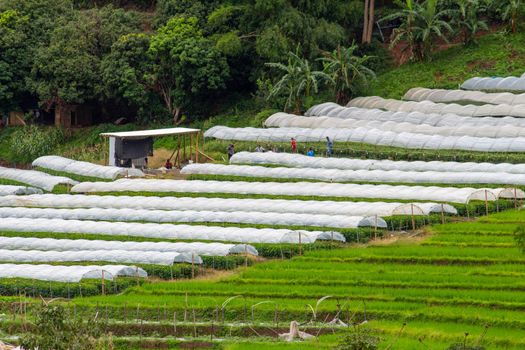 Agricultural area on the mountain in northern Thailand in rainny season.