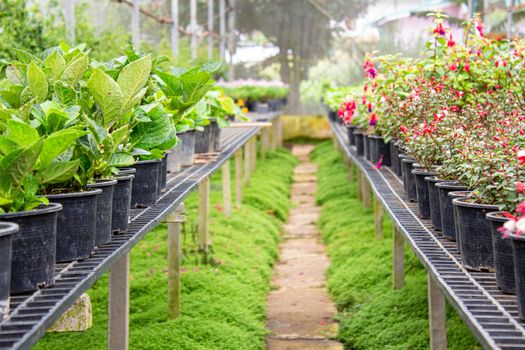 The young plants growing in plastic pots in a greenhouse for planting or for sale. Selective focus.