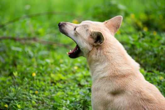 A brown dog sitting on grass ground and yawn in summer day.