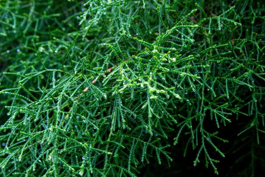 Close-up leaves of The pine tree in raining day.