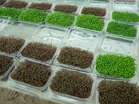The Plant seedlings in plastic packages before selling in shop.