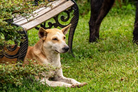 A brown and white dog lying on grasses ground under the chair in the garden.