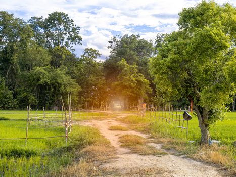 Landscape of The dirt road in the rice fields in evening.