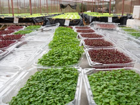 The Plant seedlings in plastic packages before selling in shop.