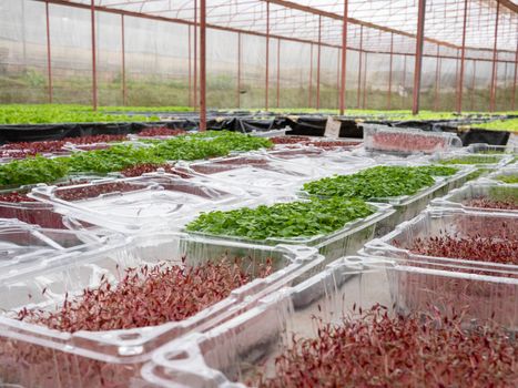 The Plant seedlings in plastic packages before selling in shop.