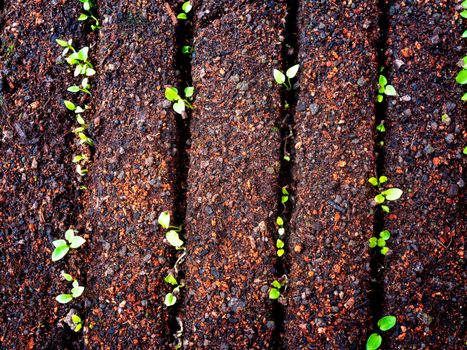 The plant seedling in tray