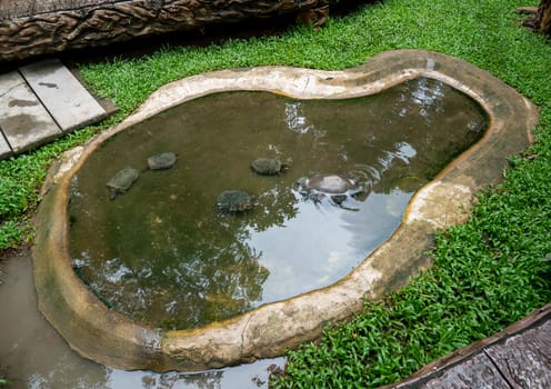 Group of turtles swimming  in the little pond in public garden.