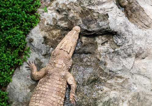 Crocodile lying on the rocks by the pond in the public garden.