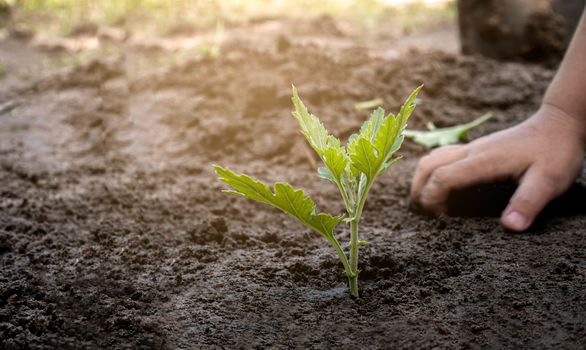 Asian little child girl planting the young tree in the garden. Saving world environment concept.